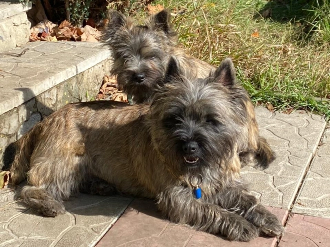 Perros Terrier Cairn en venta