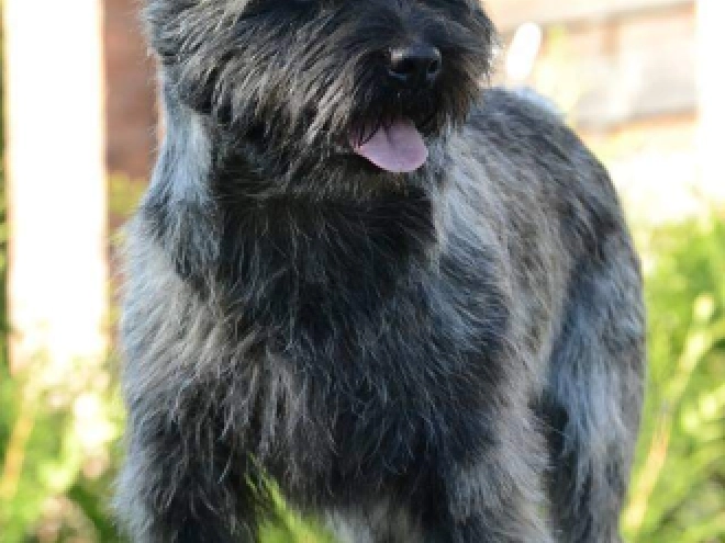 Perros Terrier Cairn en venta