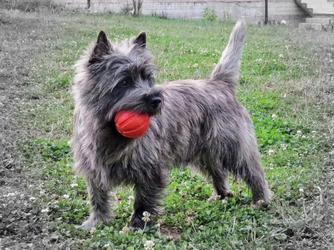 Perros Terrier Cairn en venta