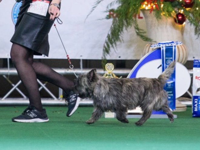 Perros Terrier Cairn en venta