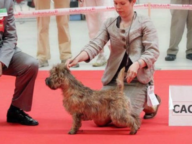 Perros Terrier Cairn en venta