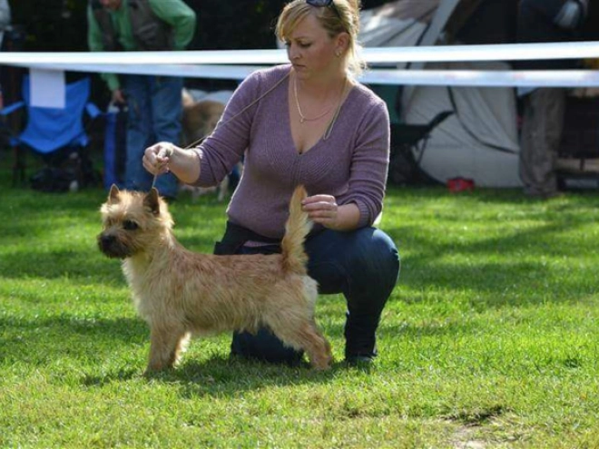 Perros Terrier Cairn en venta