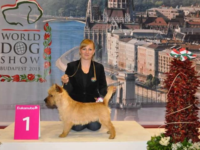 Perros Terrier Cairn en venta