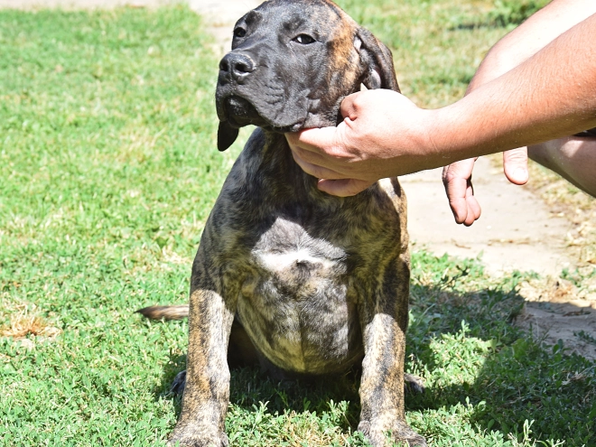 Presa Canario Welpe kaufen