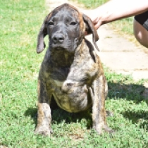 Byron, brindle Presa Canario Welpen kaufen