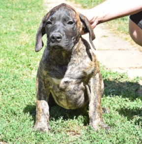 Presa Canario puppy for sale