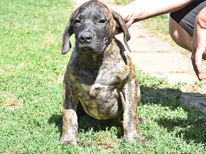 Presa Canario Welpe kaufen