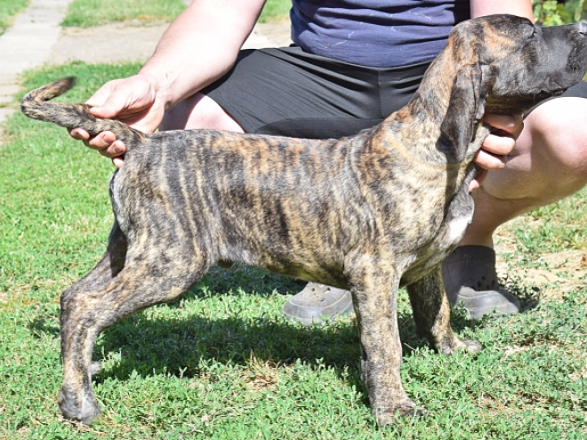 Presa Canario Welpe kaufen