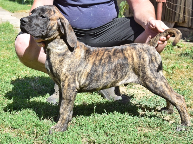 Presa Canario Welpe kaufen