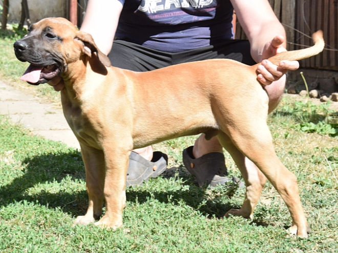 Presa Canario puppy for sale