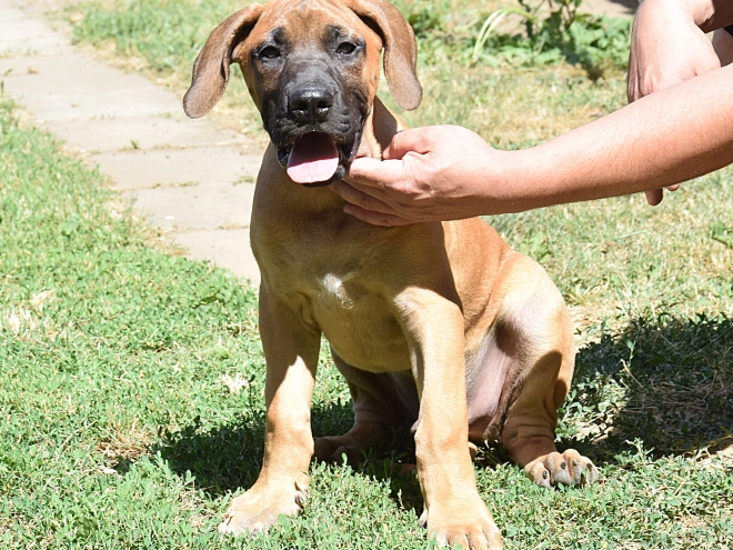 Presa Canario puppy for sale