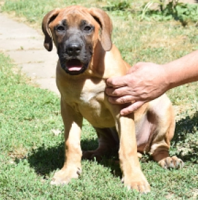 Presa Canario puppy for sale