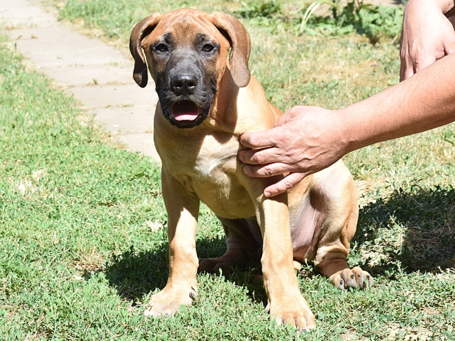 Presa Canario puppy for sale