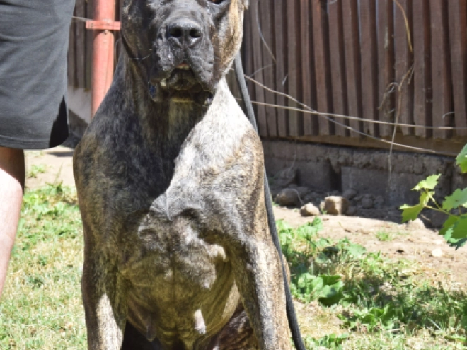 Presa Canario puppy for sale