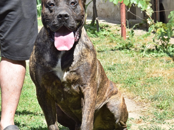 Presa Canario puppy for sale