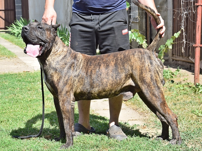 Presa Canario puppy for sale