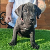 Alicia, brindle Presa Canario for sale