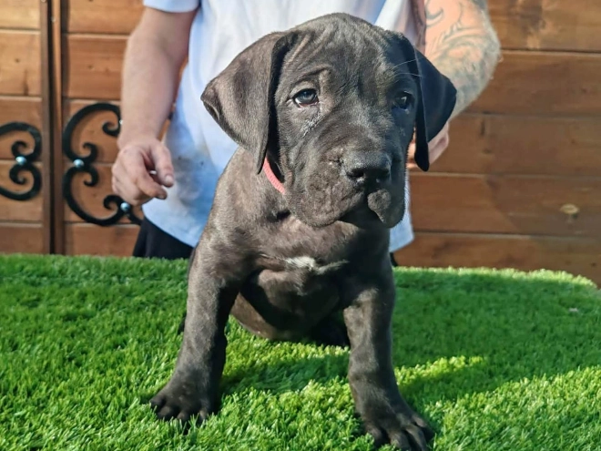 Presa Canario puppy for sale