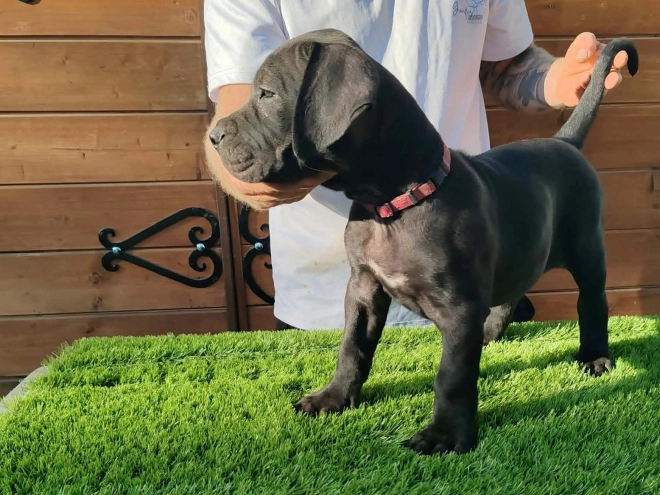 Presa Canario puppy for sale