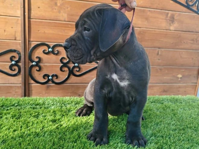 Presa Canario puppy for sale