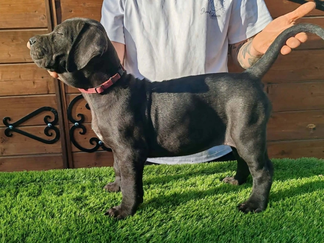 Presa Canario puppy for sale