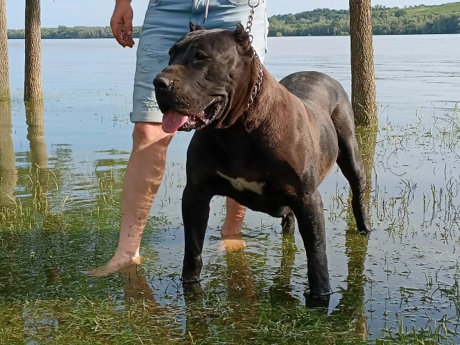 Presa Canario puppy for sale