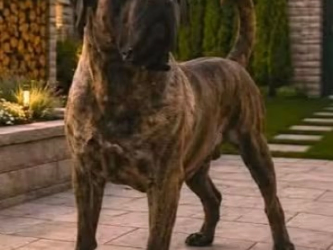 Presa Canario puppy for sale