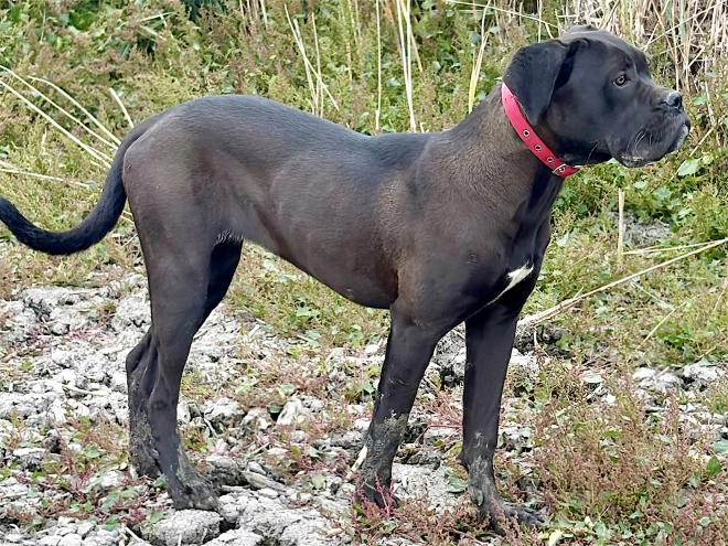 Cane Corso Italiano Welpe kaufen