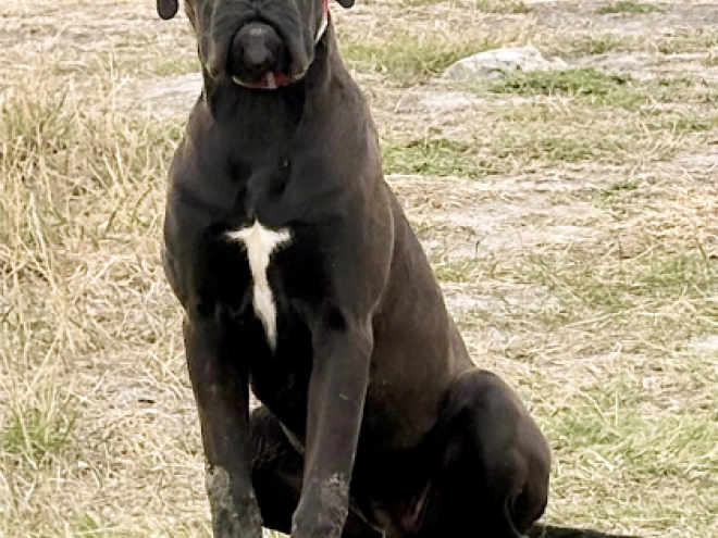 Cane Corso Italiano Welpe kaufen
