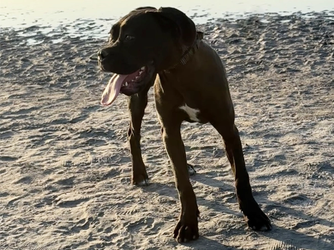 Cane Corso Italiano Welpe kaufen