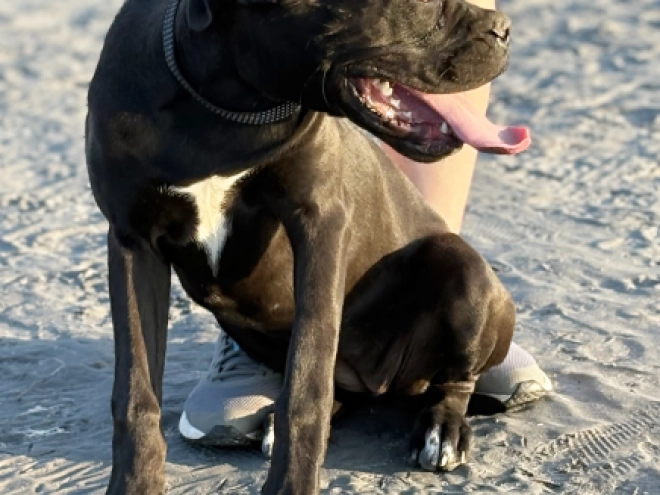 Cane Corso Italiano Welpe kaufen