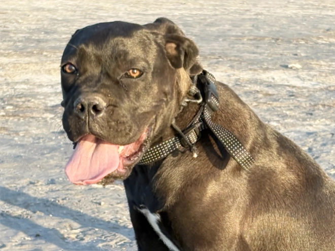 Cane Corso Italiano Welpe kaufen