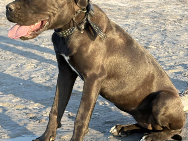 Cane Corso Italiano Welpe kaufen
