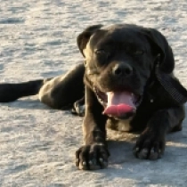 Sonja, black brindle Cane Corso Italiano Welpen kaufen