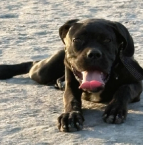 Cane Corso Italiano Welpe kaufen