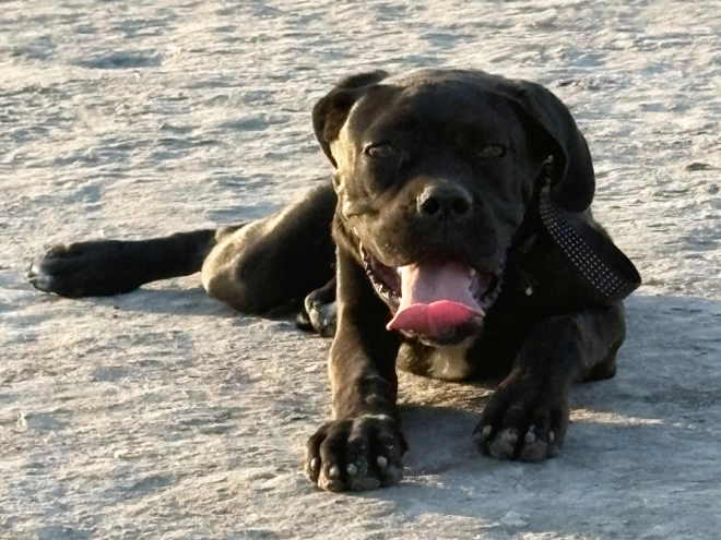 Cane Corso Italiano Welpe kaufen