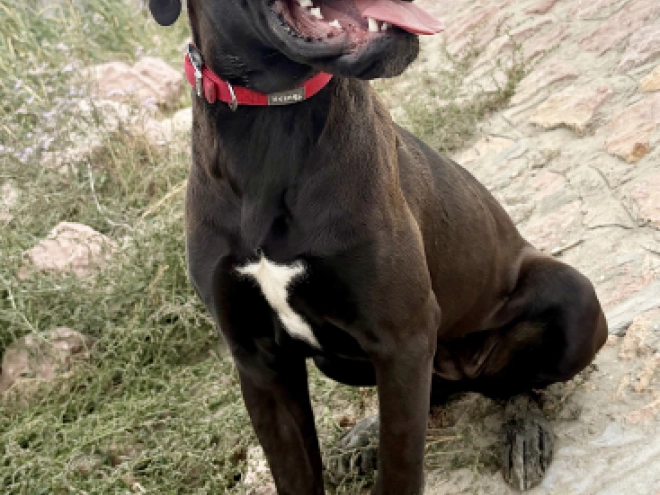 Cane Corso Italiano Welpe kaufen