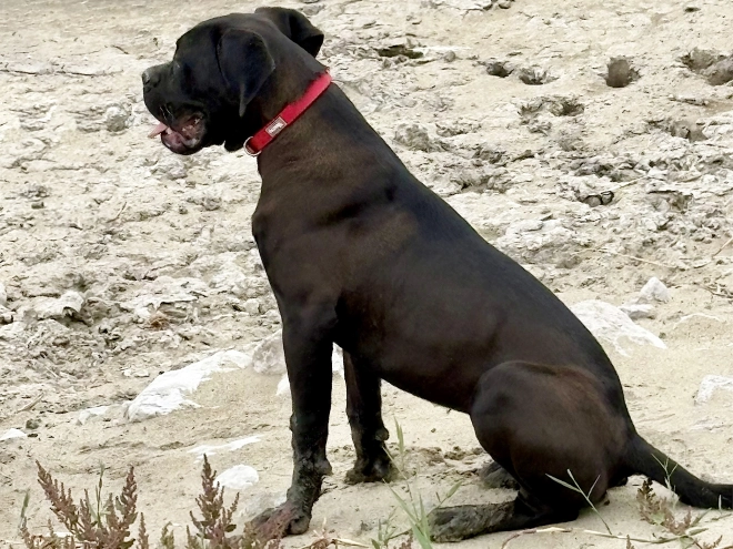 Cane Corso Italiano Welpe kaufen
