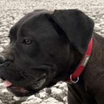 Sonja, black Italian Mastiff for sale
