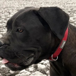 Italian Mastiff puppy for sale