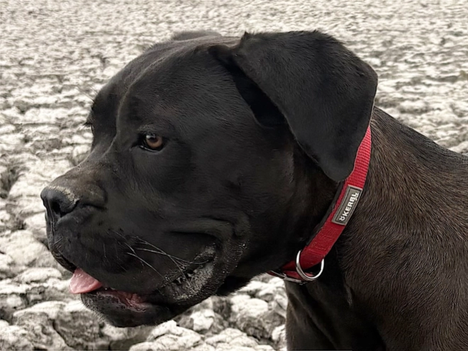 Cane Corso Italiano Welpe kaufen