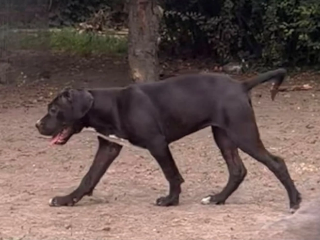 Italian Mastiff puppy for sale