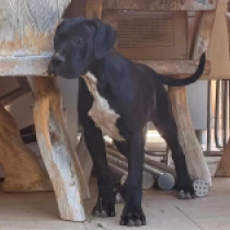 Diva, black with markings Italian Mastiff for sale
