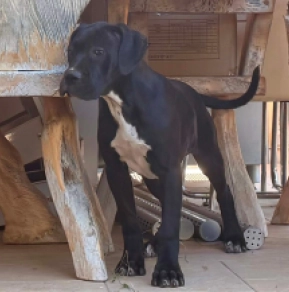 Italian Mastiff puppy for sale