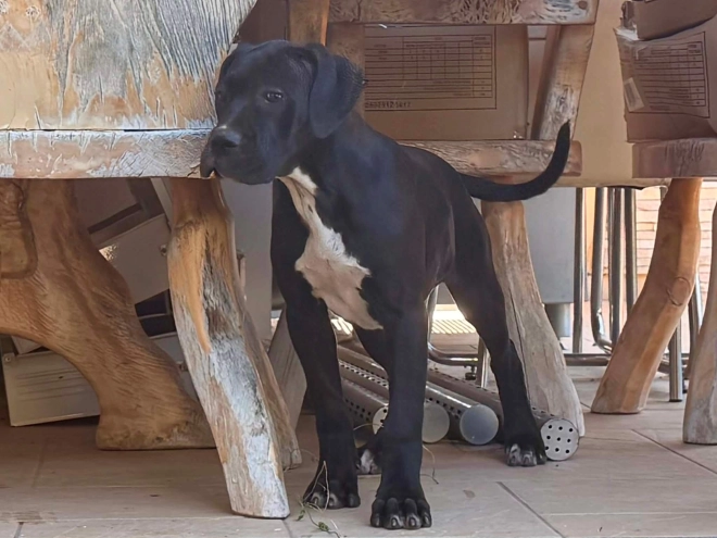 Italian Mastiff puppy for sale