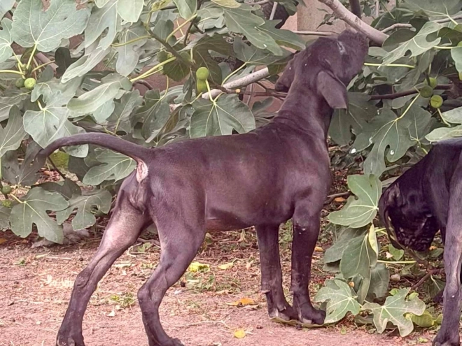 Italian Mastiff puppy for sale