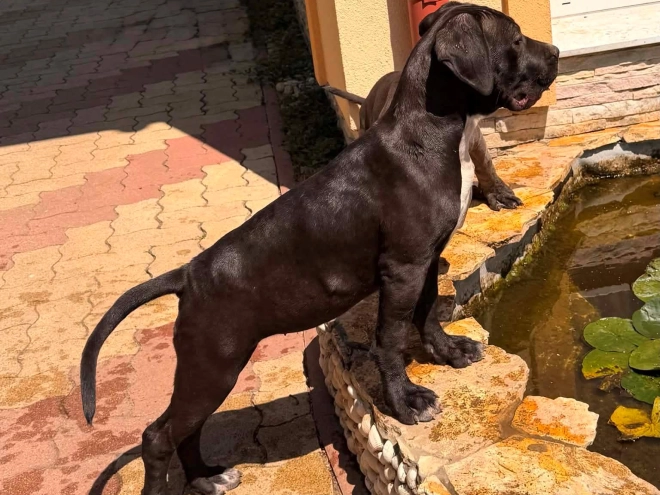 Italian Mastiff puppy for sale