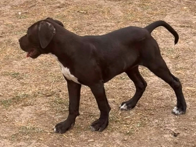 Italian Mastiff puppy for sale