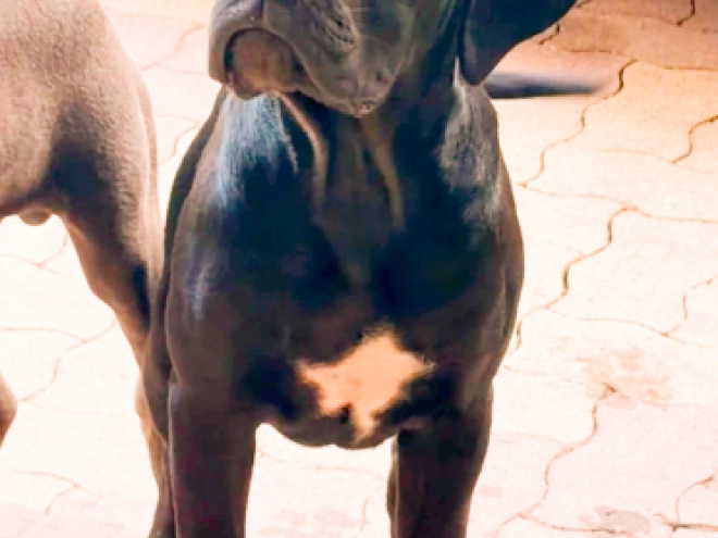 Cane Corso Italiano Welpe kaufen