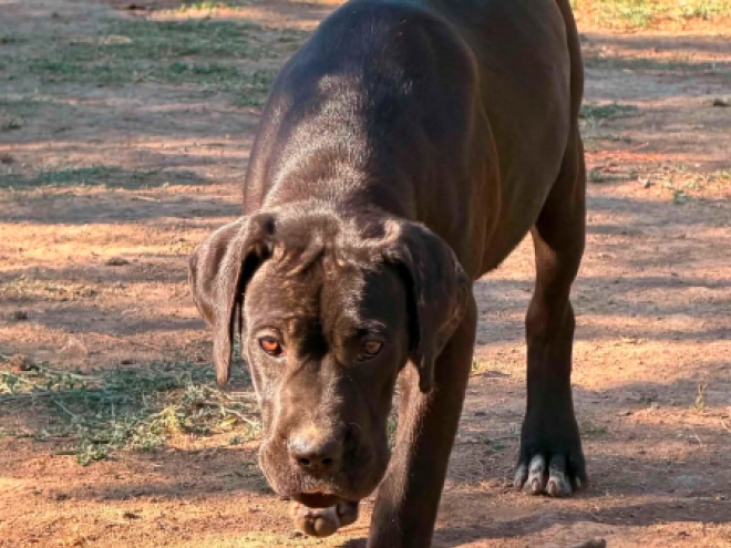 Cane Corso Italiano Welpe kaufen